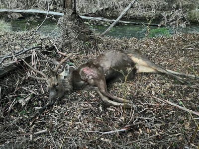 Brent Wright - Sambar Deer Success Story