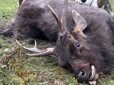 Michael - Sambar Deer Success Story